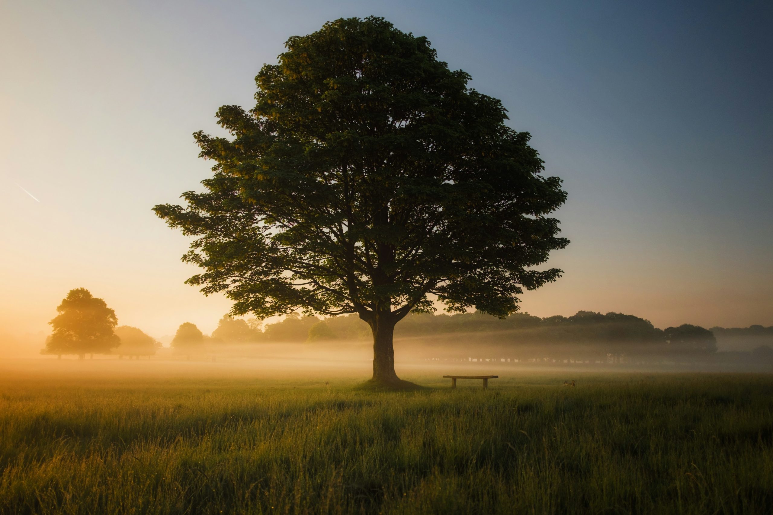 Boom in een weiland bij zonsopkomst, omringd door ochtendnevel.