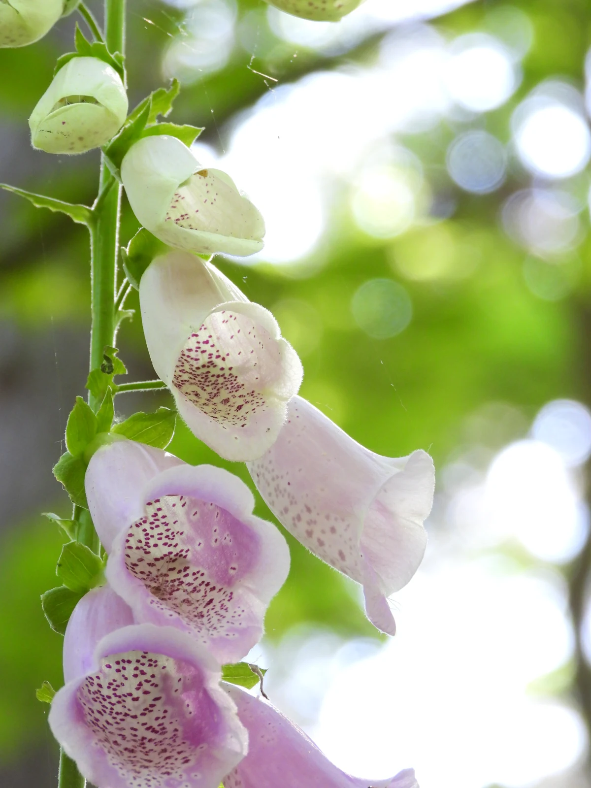 Lichte vingerhoedskruidbloemen tegen een zachte groene achtergrond. Fotograaf: Keesjan van der Klooster.