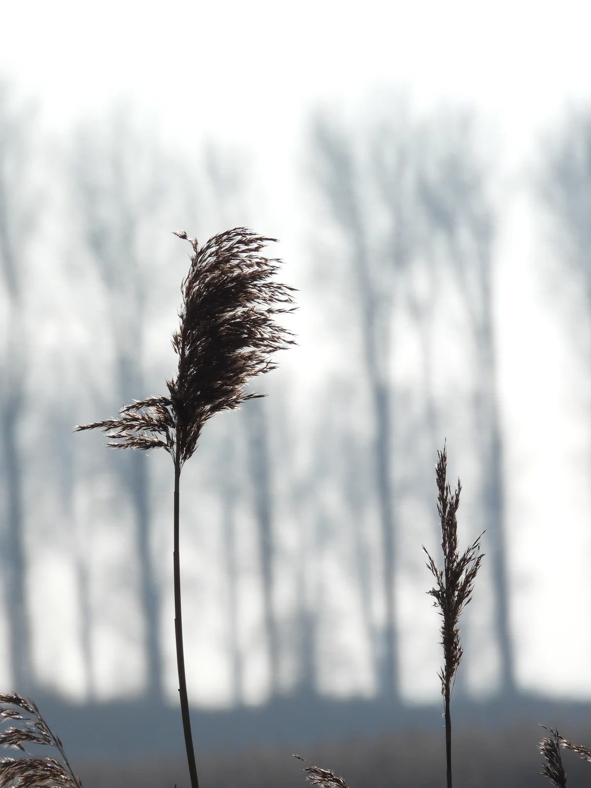 Rietpluimen voor bomen in de nevel — fotografie Keesjan van der Klooster